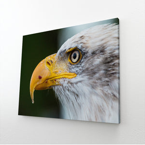 Tableau Aigle Royal | TableauDecoModerne®