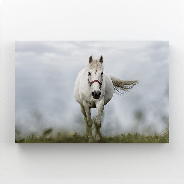 Tableau Cheval Blanc | TableauDecoModerne®