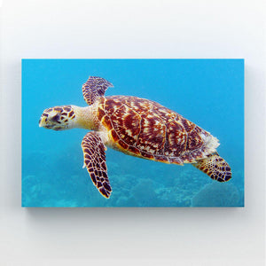 Tableau Tortue