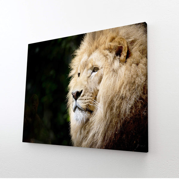 Tableau Lion Afrique | TableauDecoModerne®