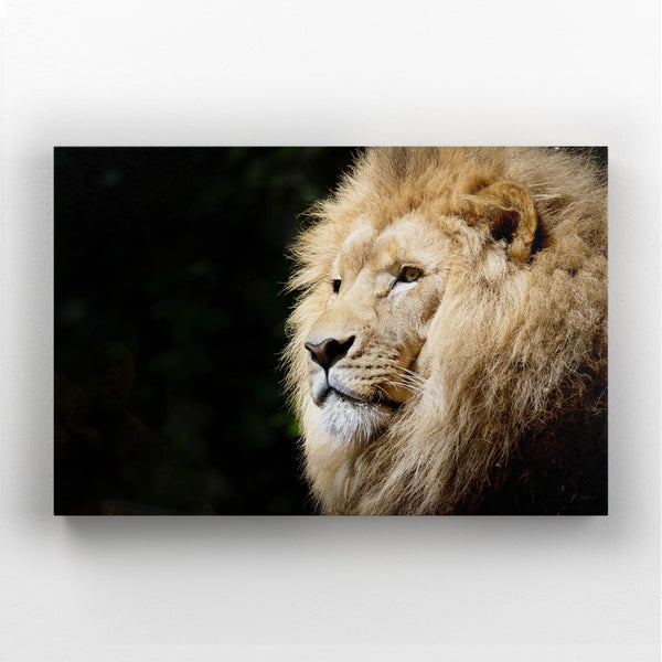 Tableau Lion Afrique | TableauDecoModerne®